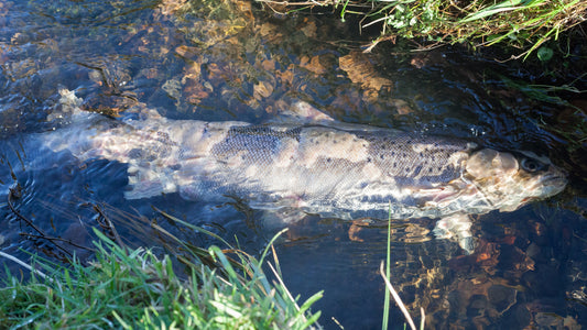 Salmon coming to the end of their journey