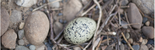 Audacious Egg