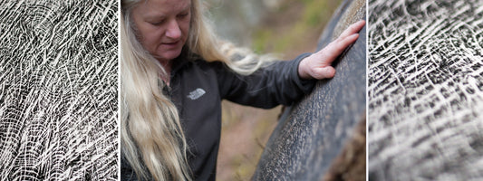 Printing an Oak Tree Stump at Allen Banks, Northumberland
