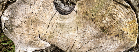 The Elephants Graveyard of Wood! Printing Wood outdoors