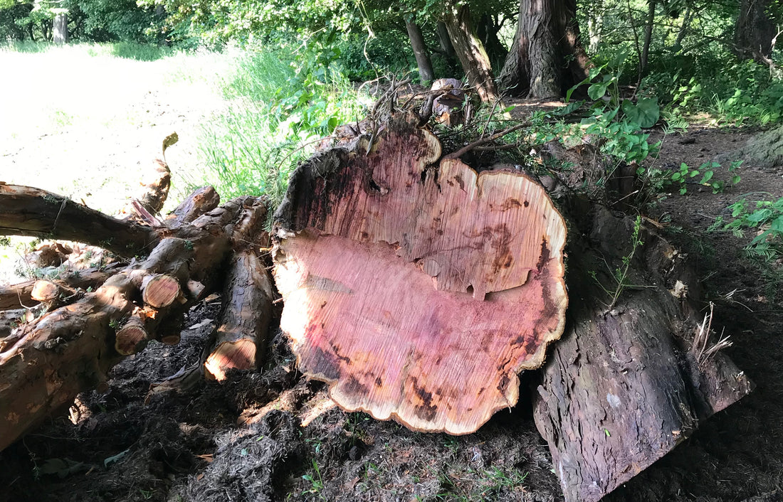 Printing the 198 year old Yew