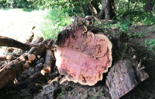 Printing the 198 year old Yew