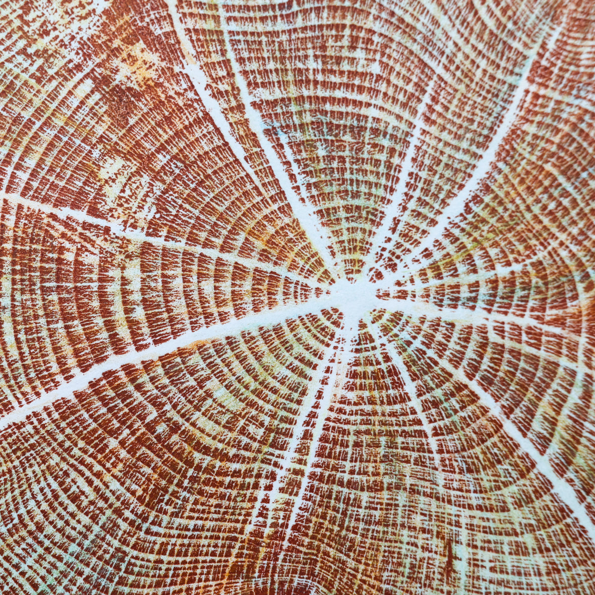 Shona Branigan Tree Ring Print (B) Cheeseburn Grange Yew