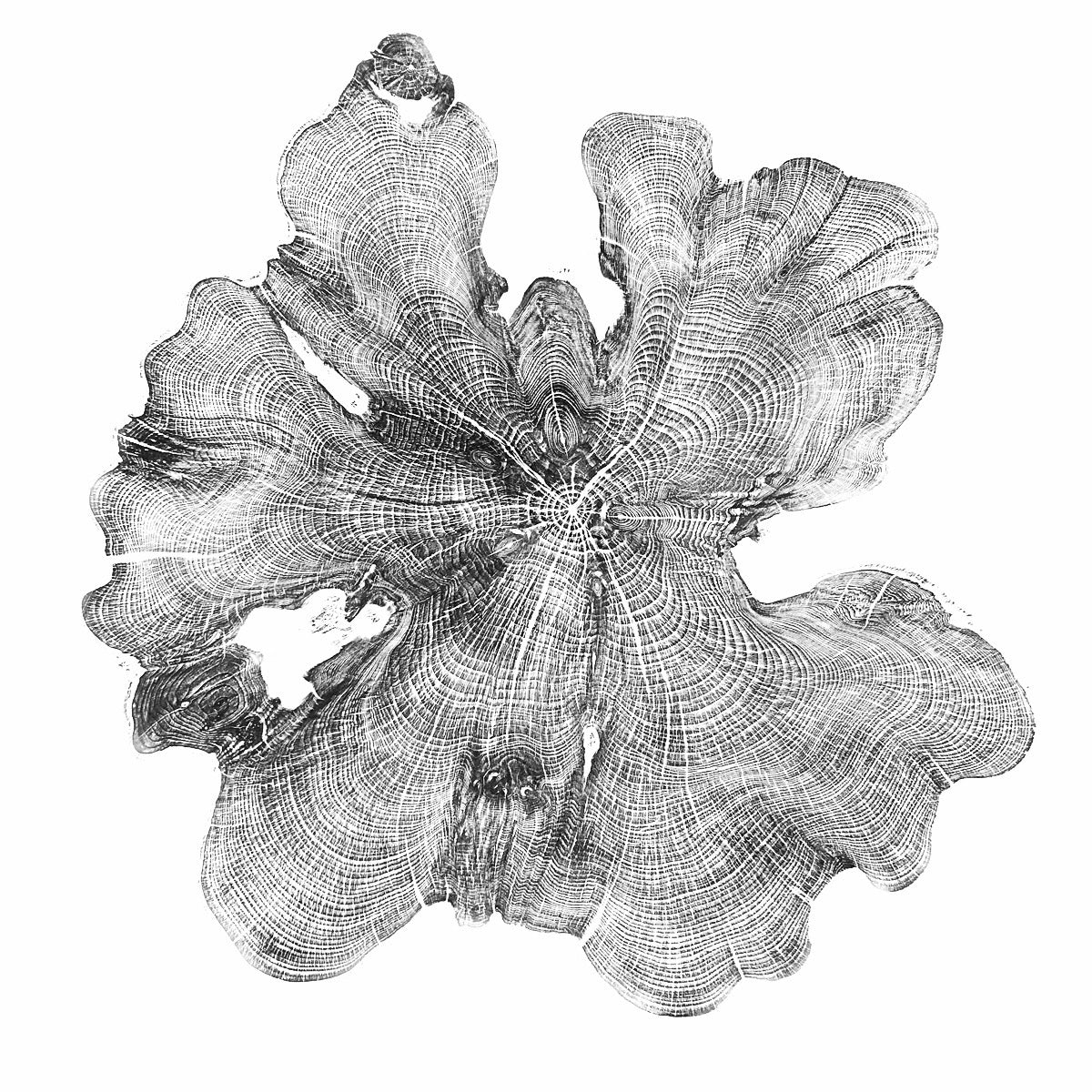 Shona Branigan Tree Ring Print Cumbrian Yew 1932-2018 A+C