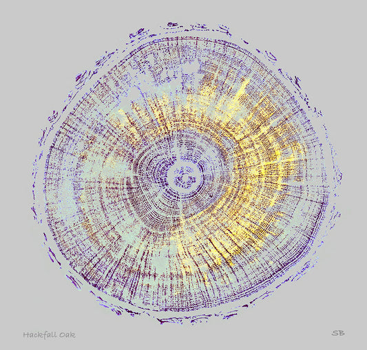 Shona Branigan Giclee Tree print Hackfall Oak