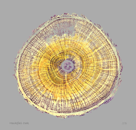 Shona Branigan Giclee Tree print Hackfall Oak