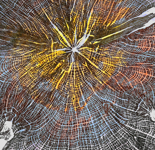 Shona Branigan Giclee Tree Print Northumberland Yew