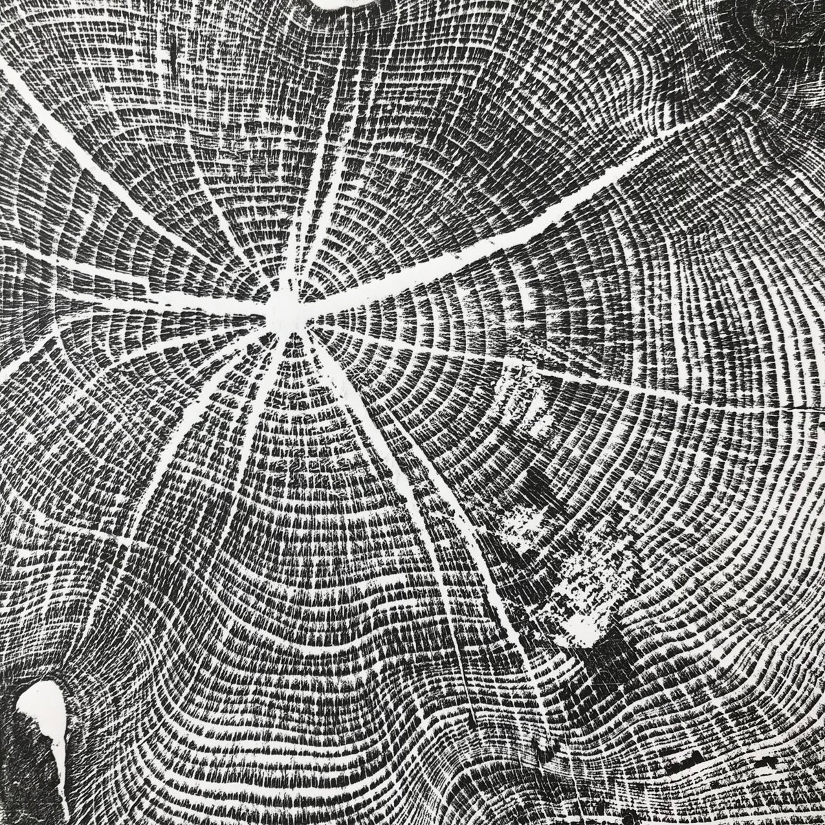 Shona Branigan Tree Ring Print (B) Cheeseburn Grange Yew