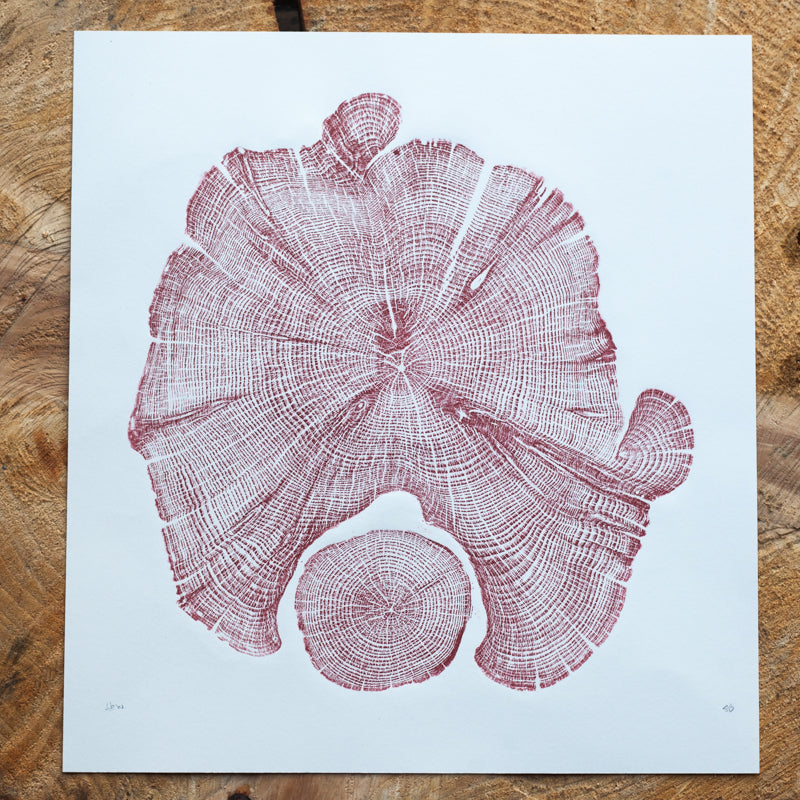 Shona Branigan Tree Ring Print Northumberland Yew 1958-2018