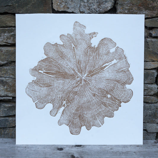 Shona Branigan Tree Ring Print Northumberland Yew 1913-2018 (B)