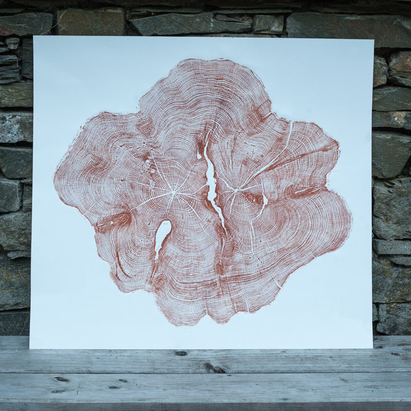 Shona Branigan Tree Ring Print (B) Cheeseburn Grange Yew