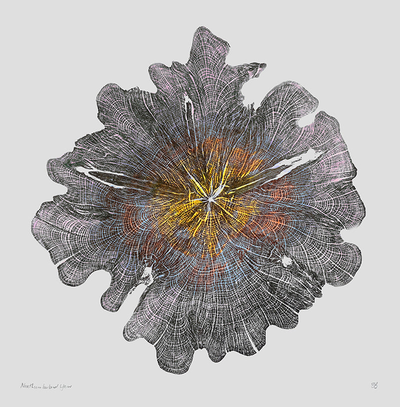 Shona Branigan Giclee Tree Print Northumberland Yew