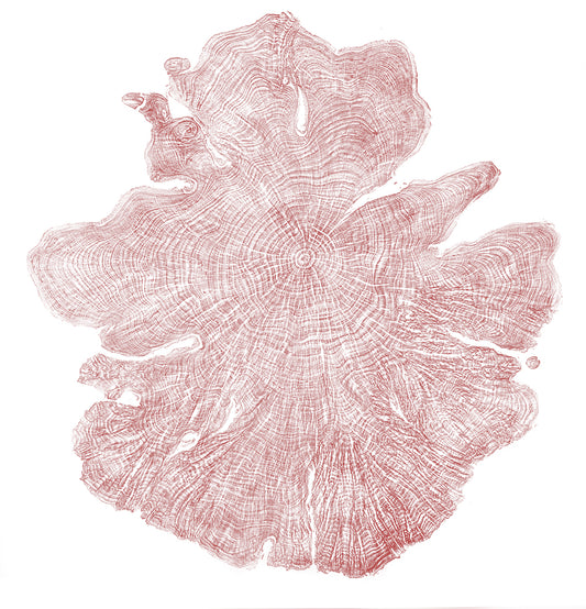 Shona Branigan Tree Ring Print Kirby Alder