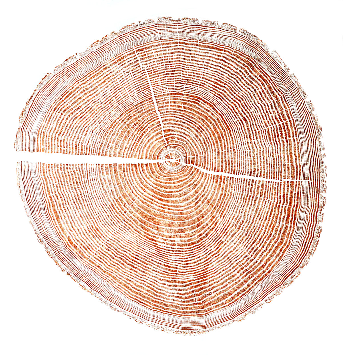 Shona Branigan Tree Ring Print Andover Ash