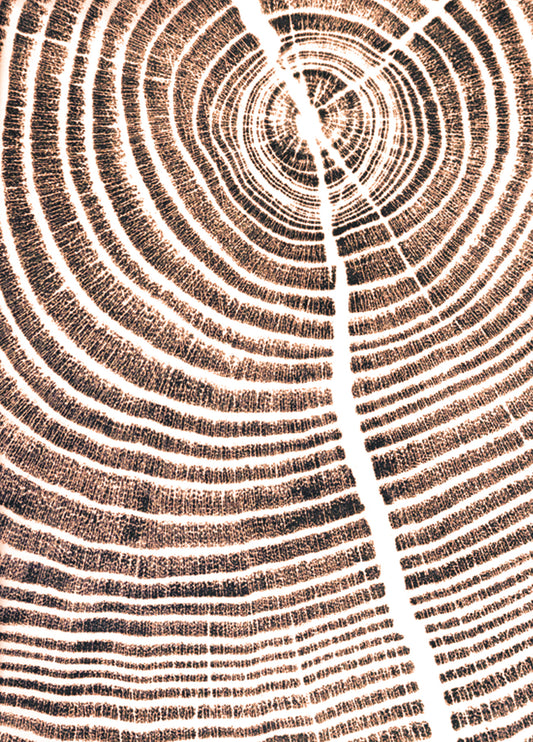 Shona Branigan Trees and Plants Postcard Set