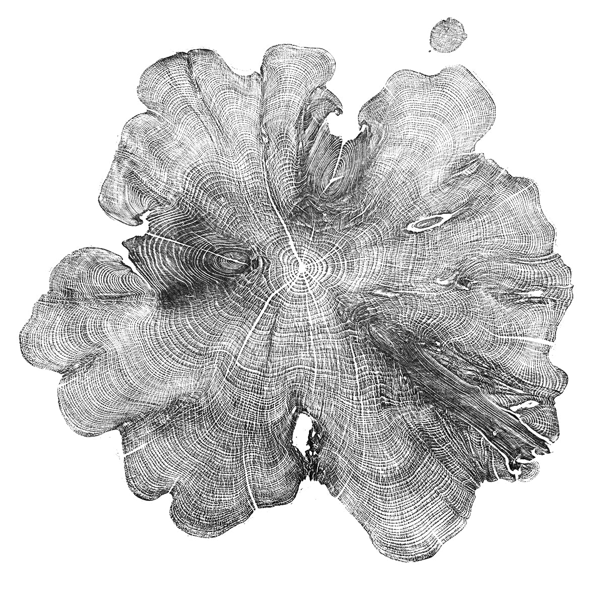 Shona Branigan Tree Ring Print Cumbrian Yew 1932-2018 A+C