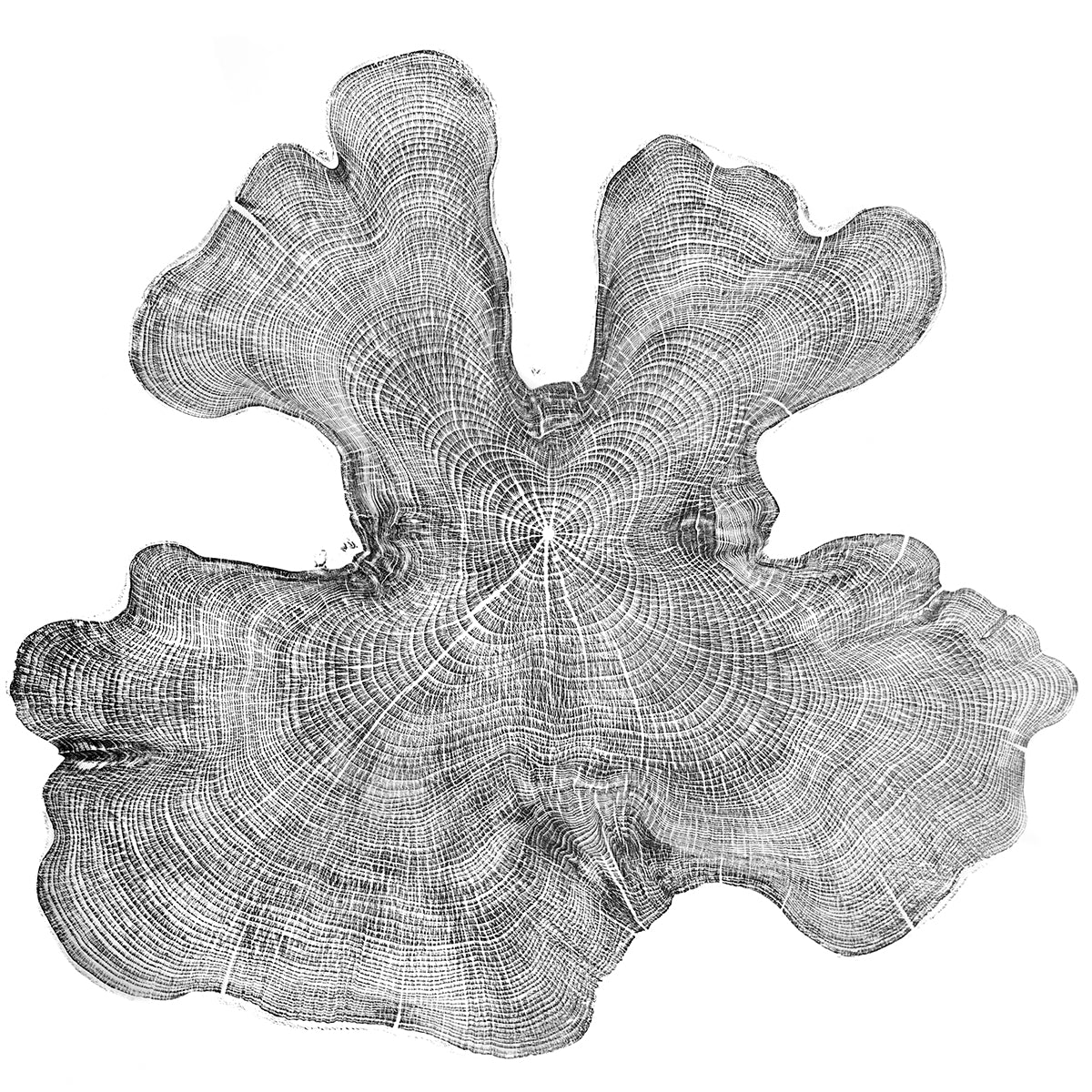 Shona Branigan Tree Ring Print Cumbrian Yew 3 rounds 1932-2018