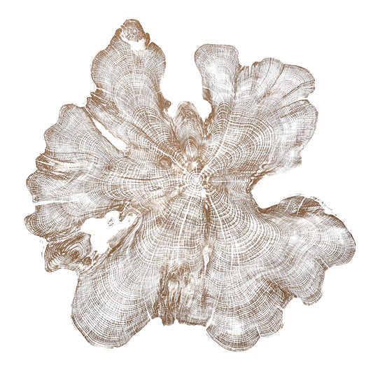 Shona Branigan Tree Ring Print Cumbrian Yew 1932-2018 (C)