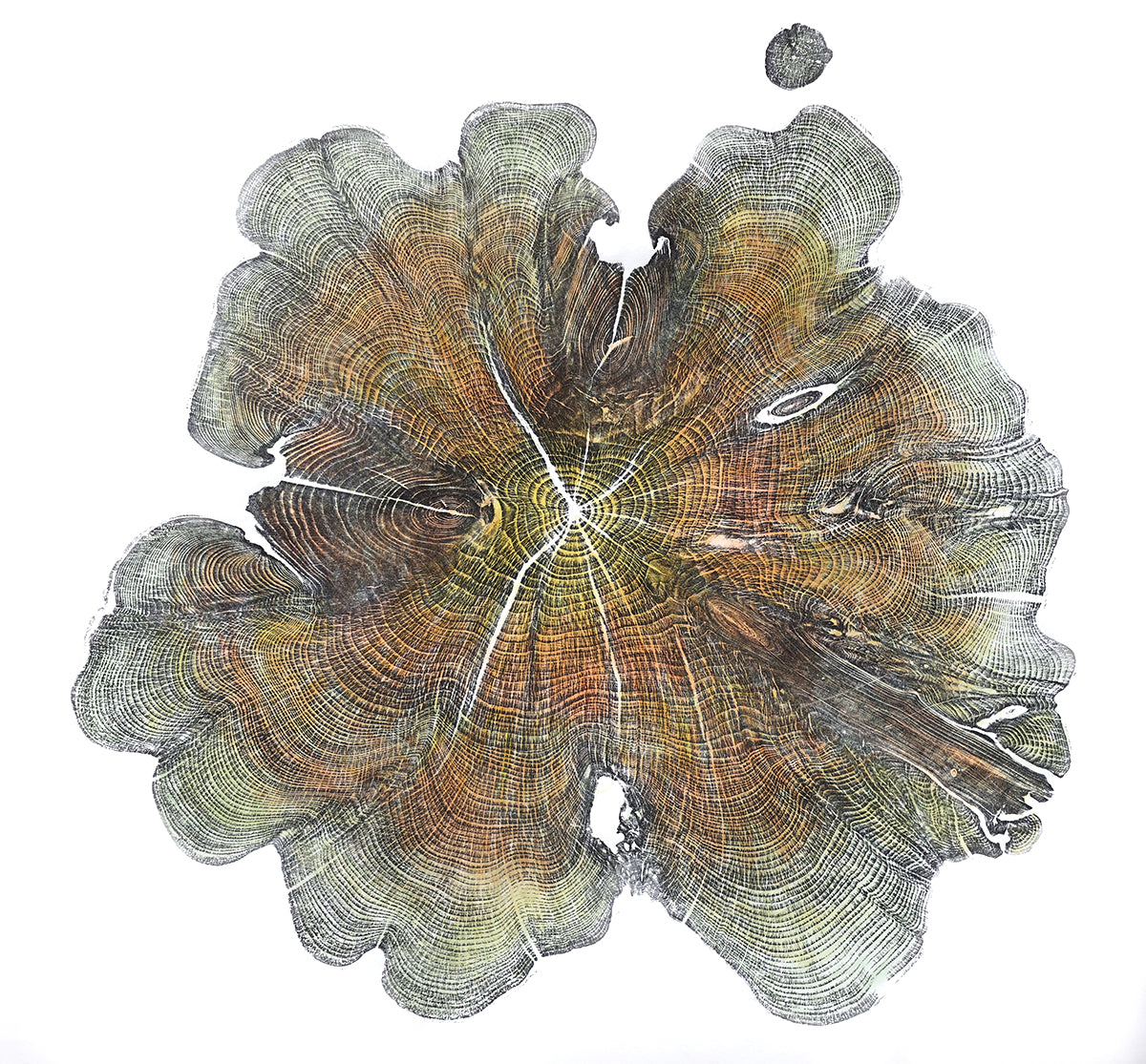 Shona Branigan Tree Ring Print Cumbrian Yew 1932-2018 (A)