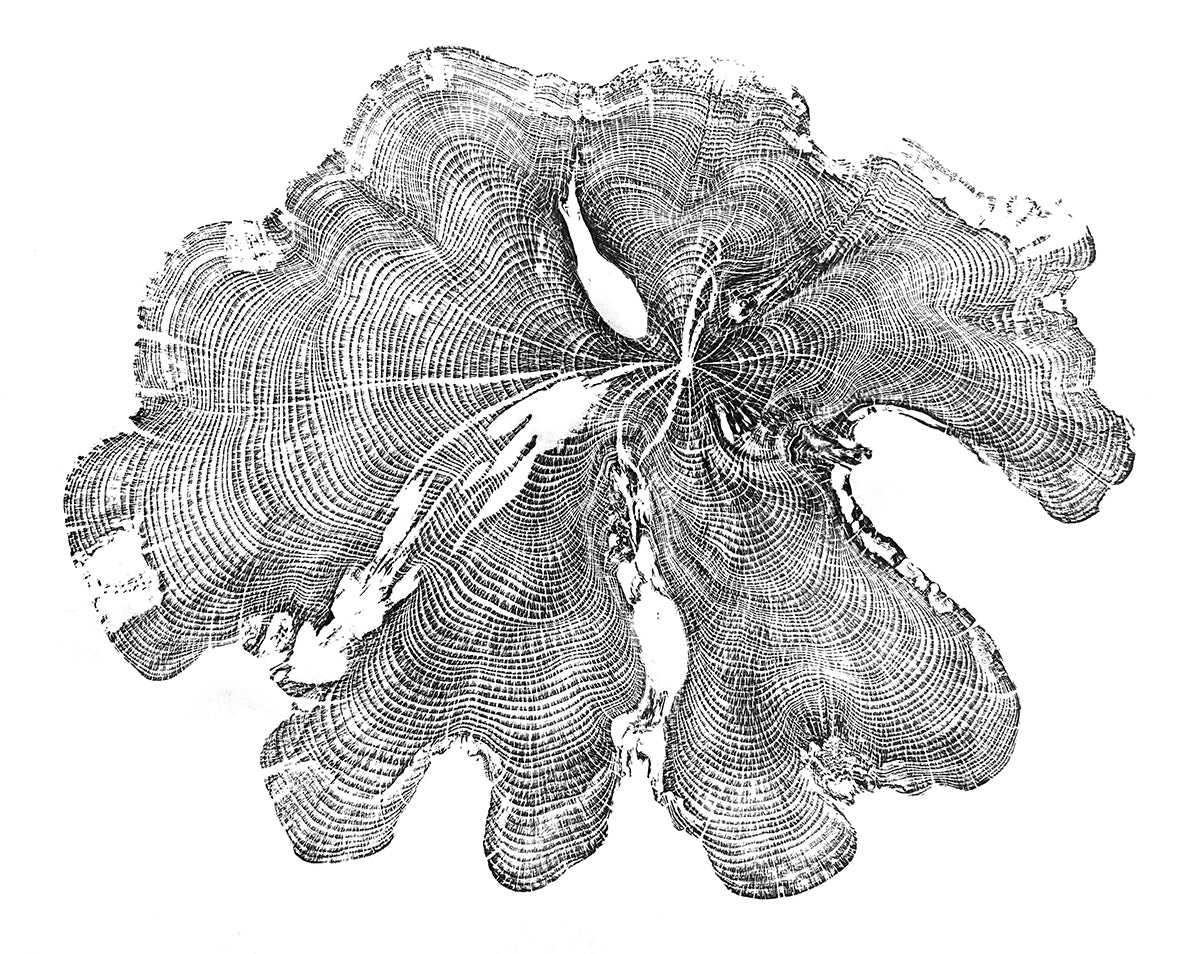 Shona Branigan Tree Ring Print Fountains Abbey Yew