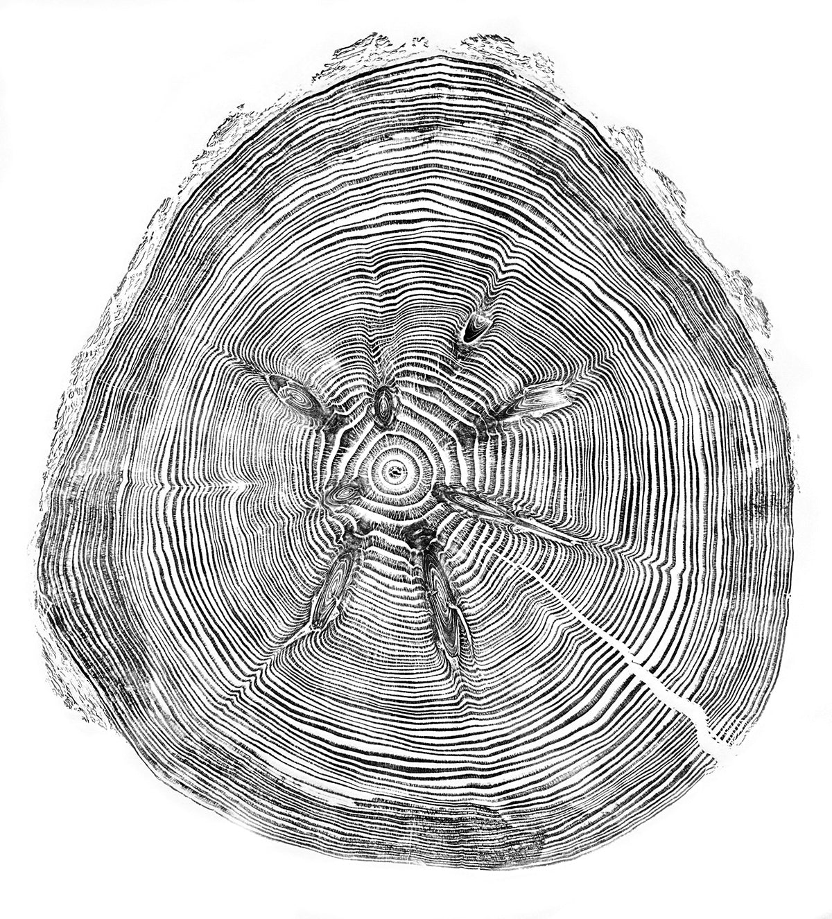 Shona Branigan Tree Ring Print Grizedale Douglas-Fir 1955-2021