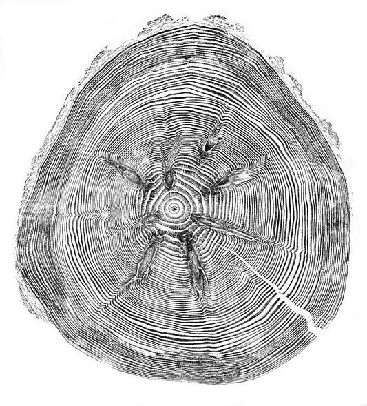 Shona Branigan Tree Ring Print Grizedale Douglas-Fir 1955-2021