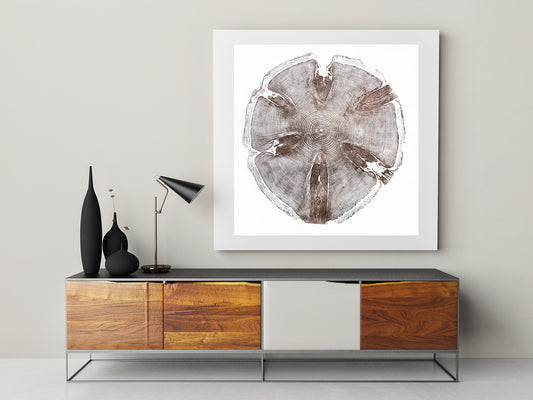 Shona Branigan Tree Ring Print Monkey Puzzle