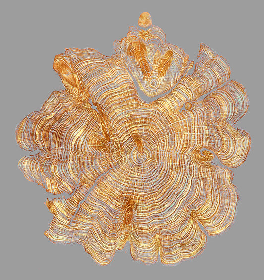 Shona Branigan Giclee Tree Ring Print Leyland Cypress