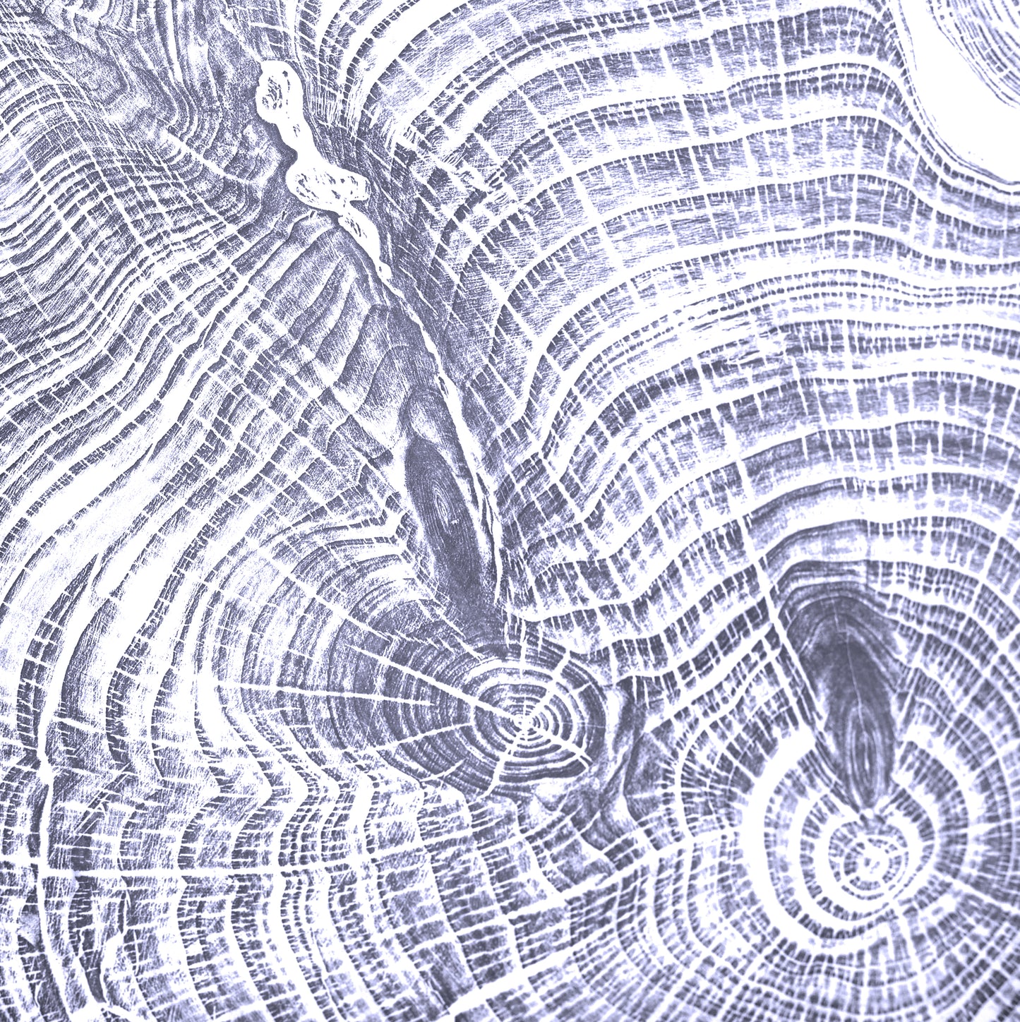 Shona Branigan Tree Ring Print Leyland Cypress