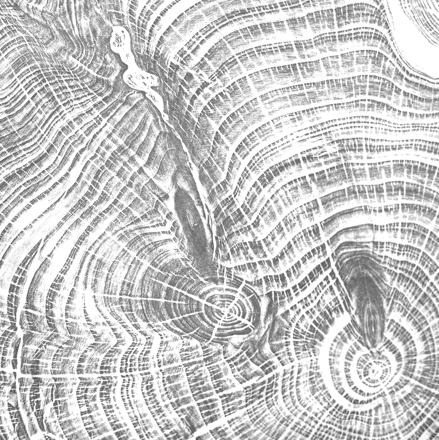 Shona Branigan Tree Ring Print Leyland Cypress