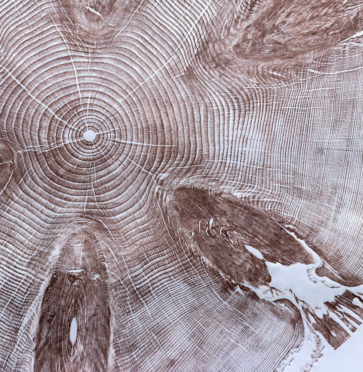 Shona Branigan Tree Ring Print Monkey Puzzle