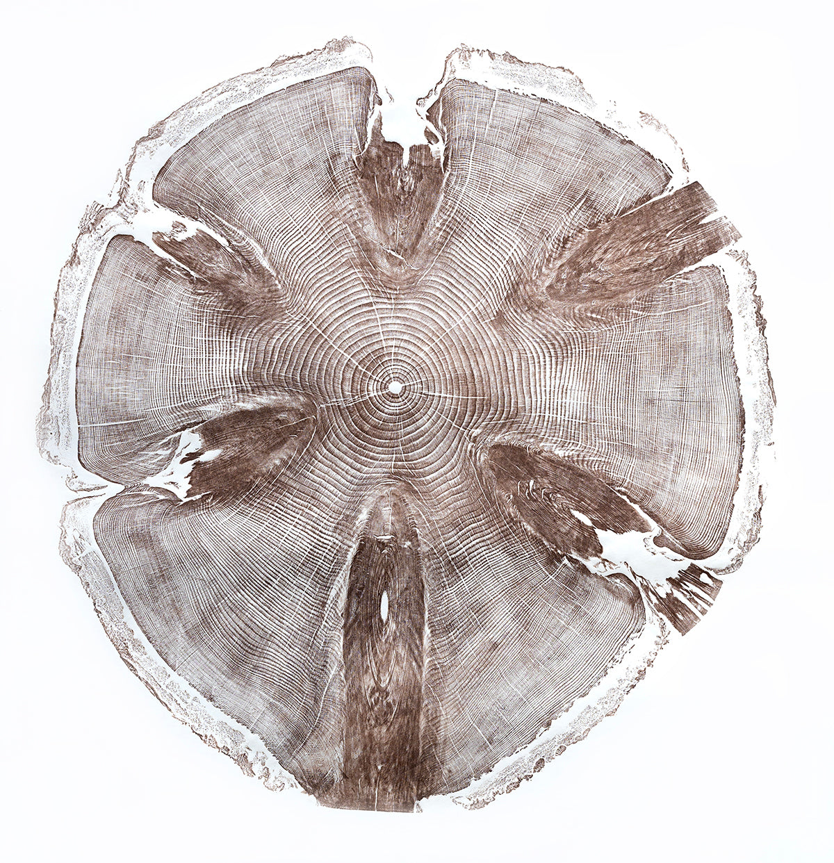 Shona Branigan Tree Ring Print Monkey Puzzle