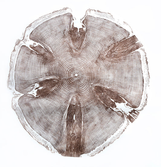 Shona Branigan Tree Ring Print Monkey Puzzle