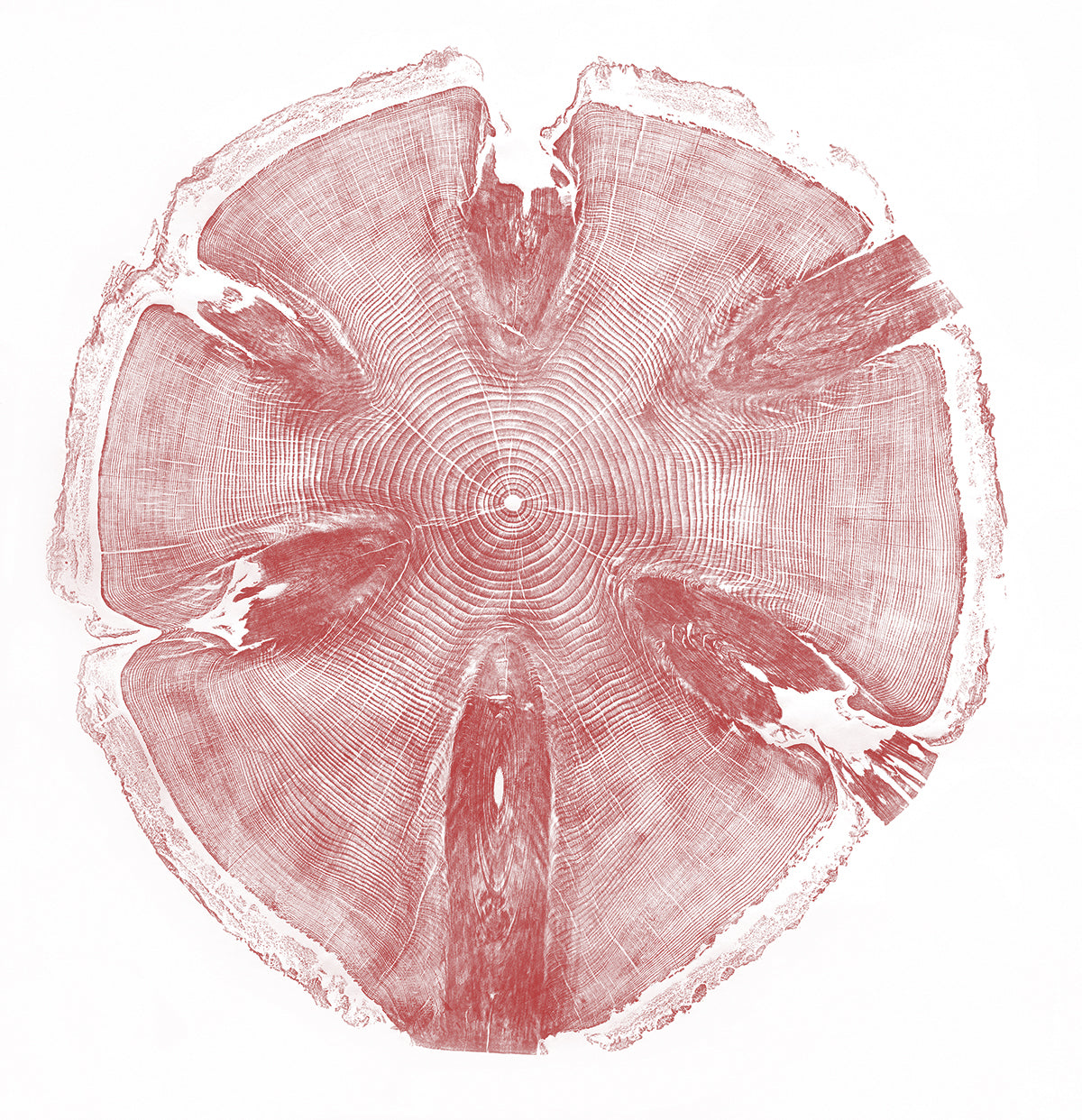 Shona Branigan Tree Ring Print Monkey Puzzle