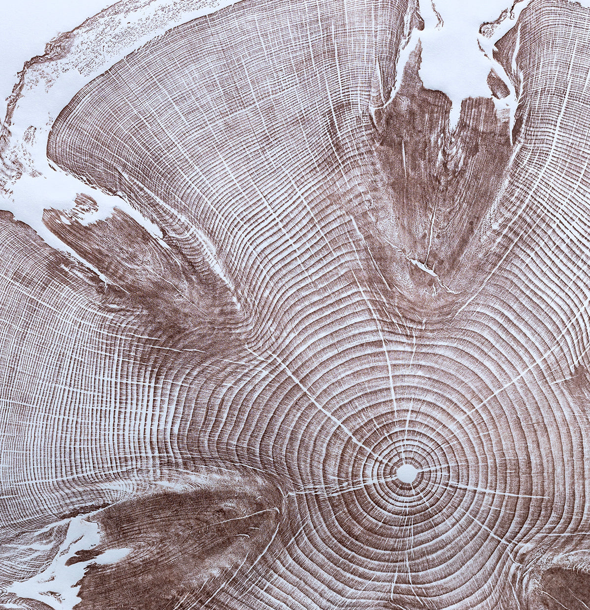 Shona Branigan Tree Ring Print Monkey Puzzle