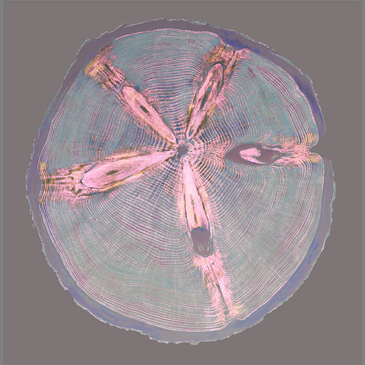 Shona Branigan Giclee Tree Print Grizedale Monkey Puzzle