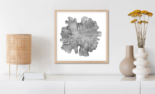 Shona Branigan Tree Ring Print Northumberland Yew 1913-2018 (A)