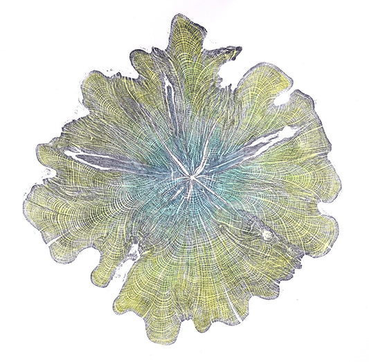 Shona Branigan Tree Ring Print Northumberland Yew 1913-2018 (B)