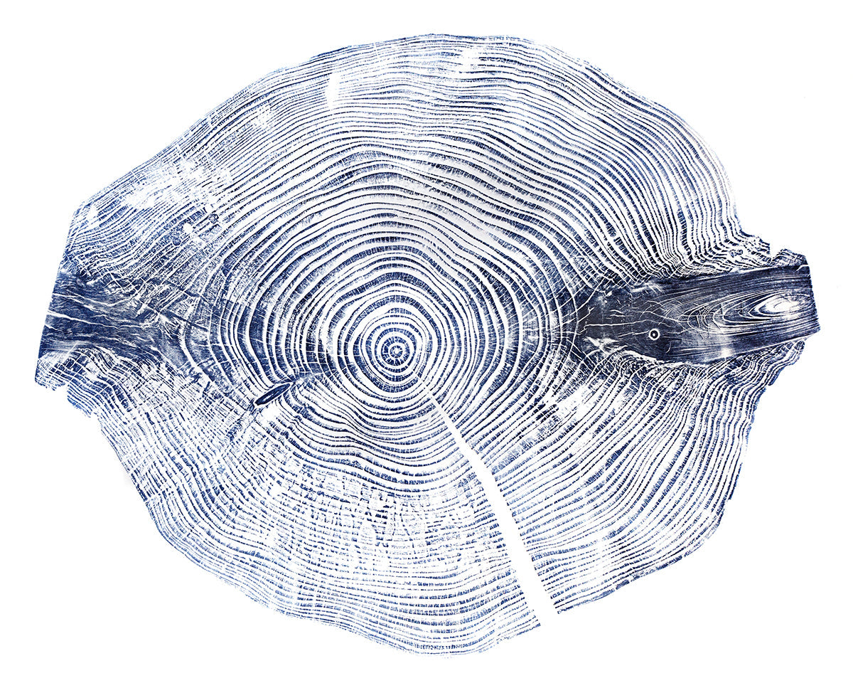 Shona Branigan Tree Ring Print Windermere Silver Fir