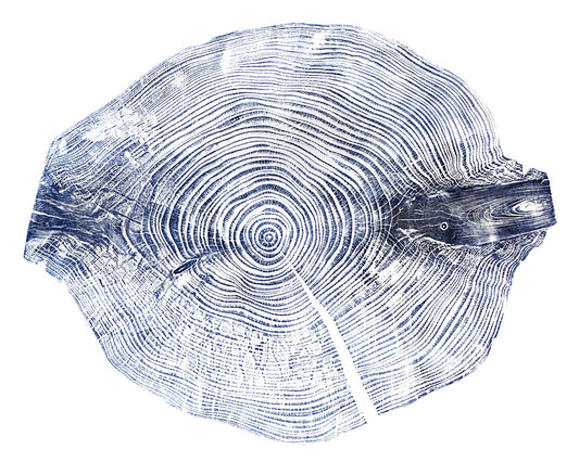 Shona Branigan Tree Ring Print Windermere Silver Fir