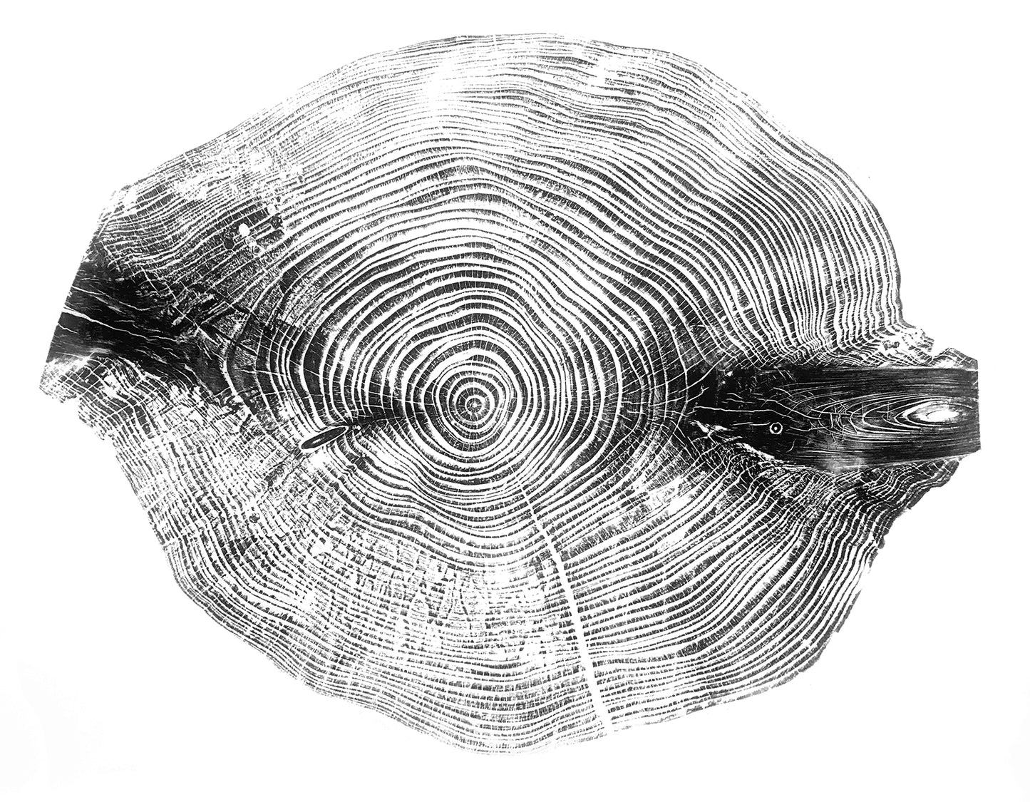 Shona Branigan Tree Ring Print Windermere Silver Fir