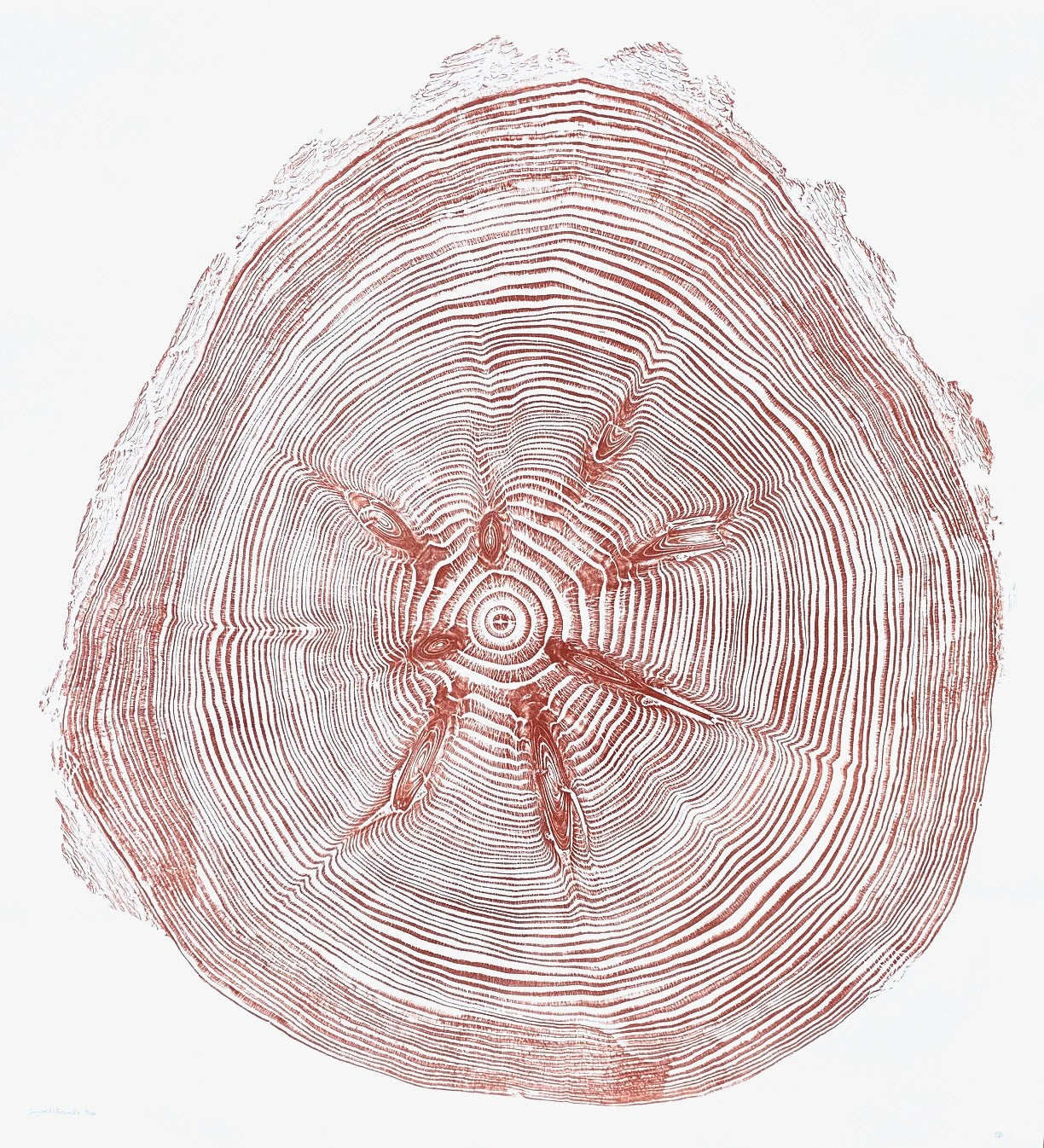 Shona Branigan Tree Ring Print Grizedale Douglas-Fir 1955-2021