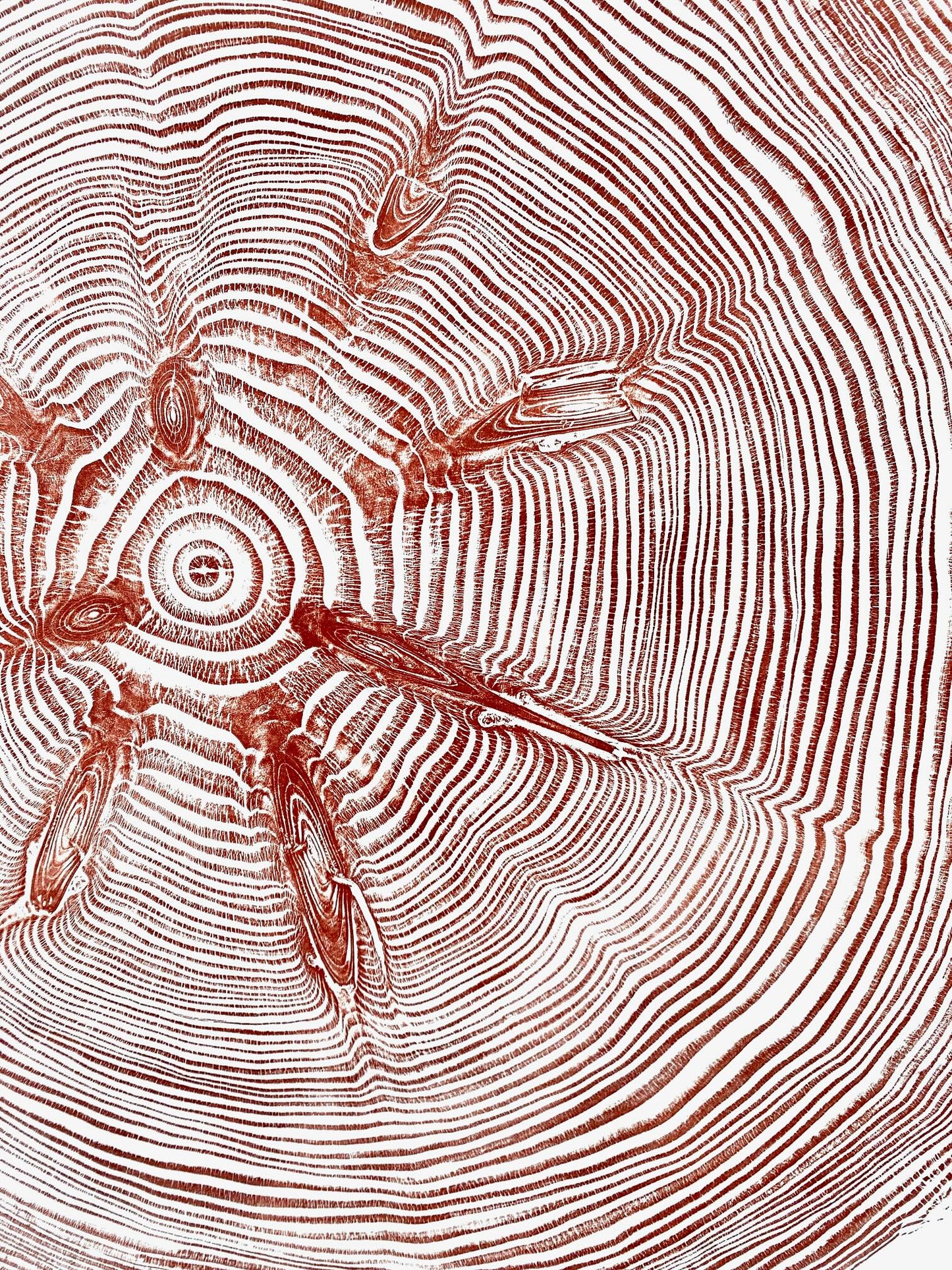 Shona Branigan Tree Ring Print Grizedale Douglas-Fir 1955-2021
