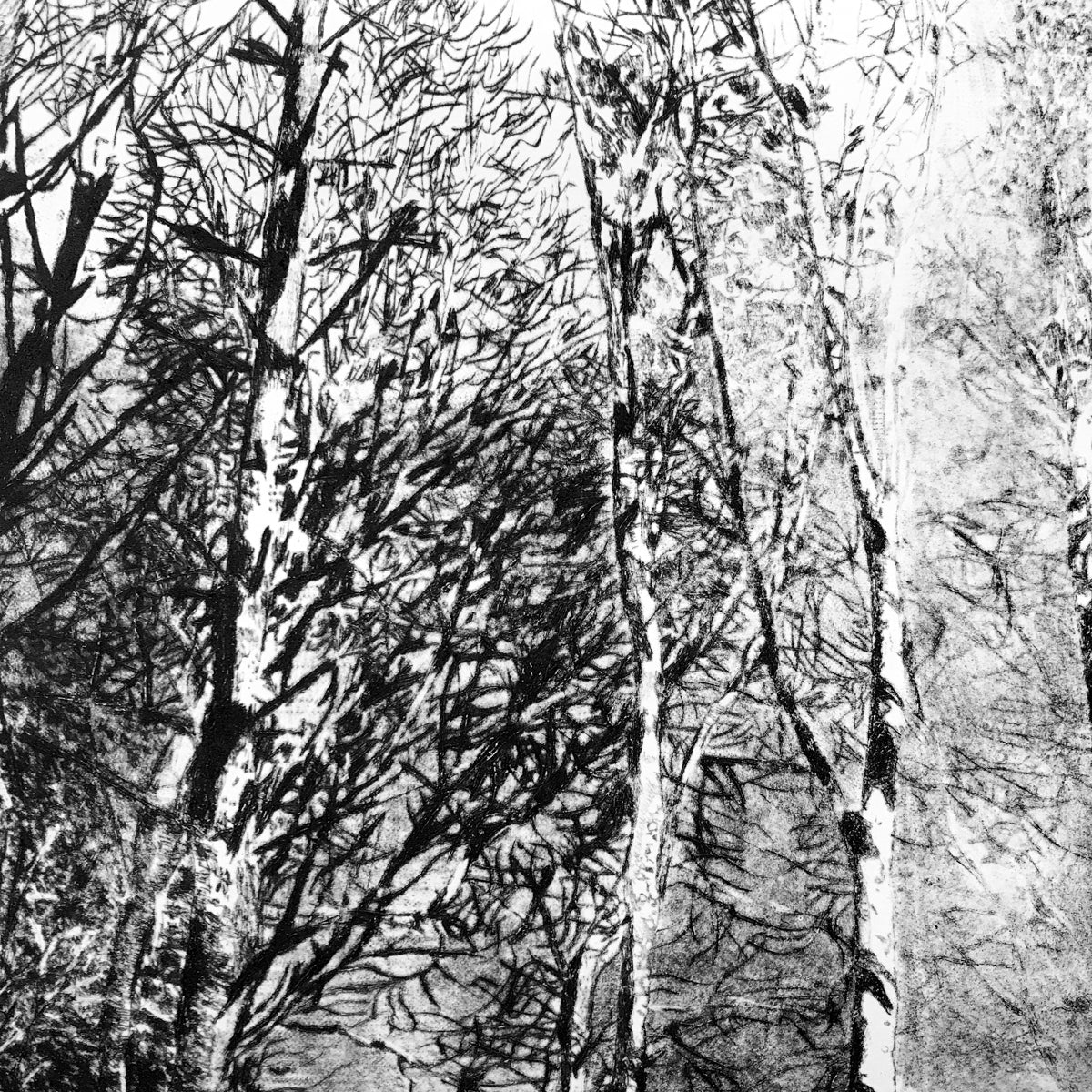 Shona Branigan Drypoint Print Grizedale Woodland