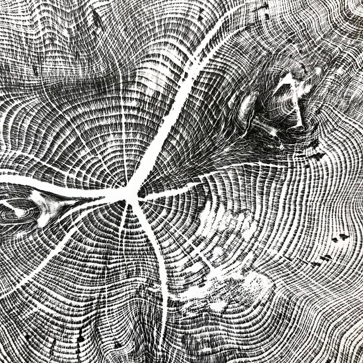 Shona Branigan Tree Ring Print (A) Cheeseburn Grange Yew