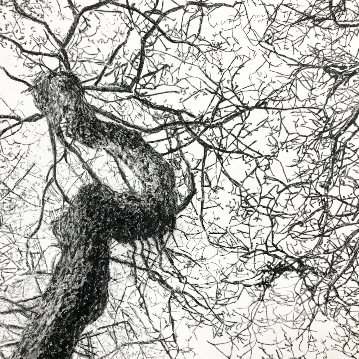 Shona Branigan Drypoint Print Grizedale Oak Woodland