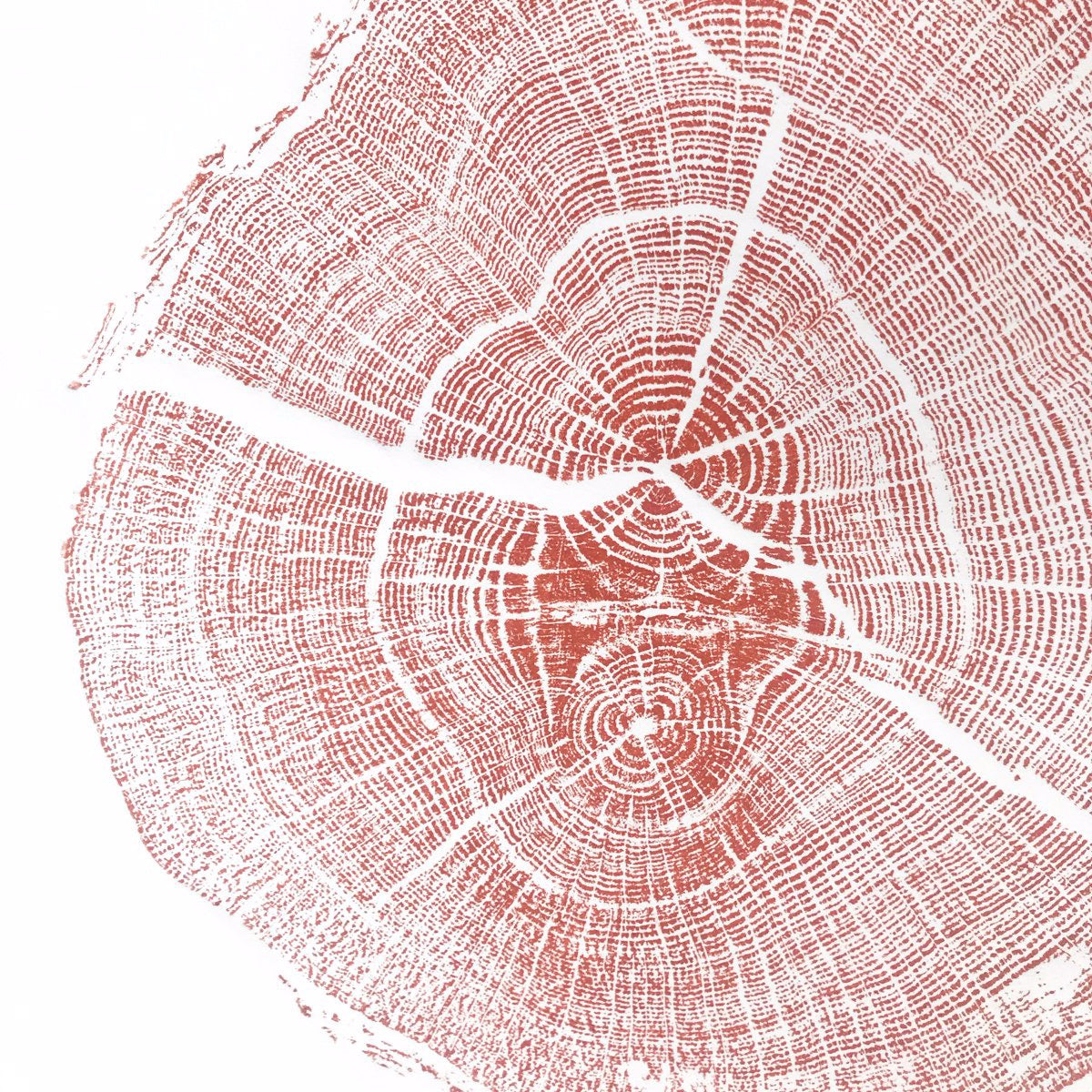 Shona Branigan Tree Ring Print Cumbrian Oak