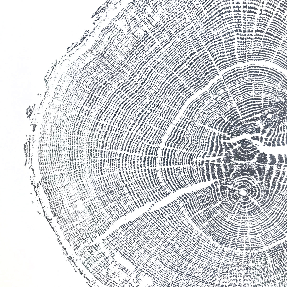 Shona Branigan Tree Ring Print Cumbrian Oak