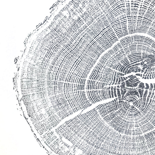 Shona Branigan Tree Ring Print Cumbrian Oak
