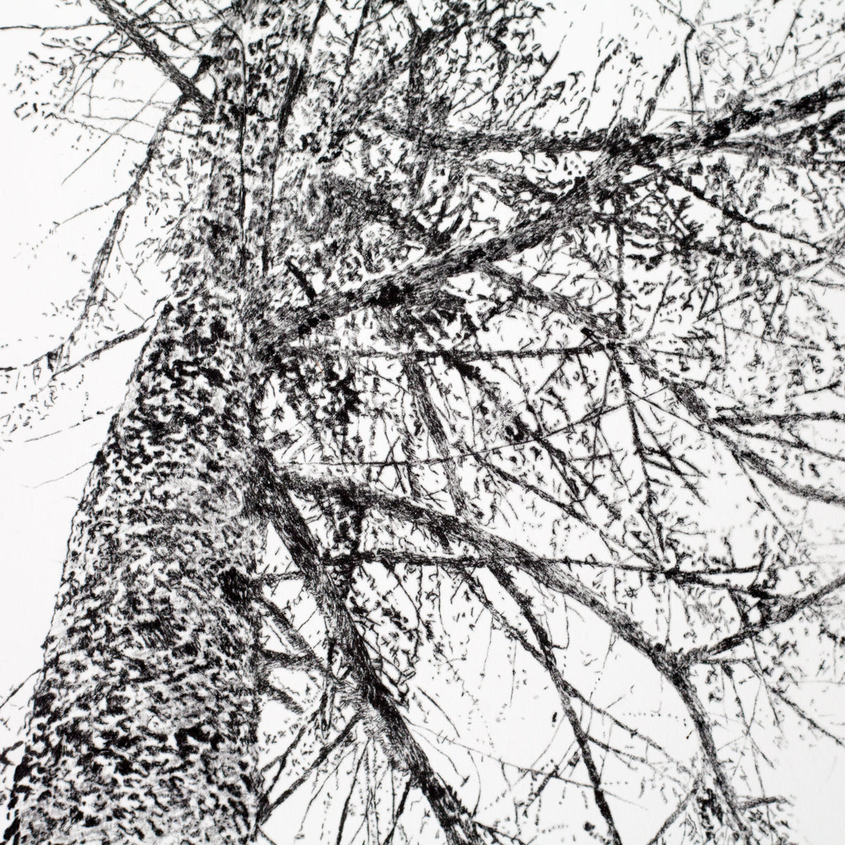 Shona Branigan Drypoint Print Larch Tree Grizedale